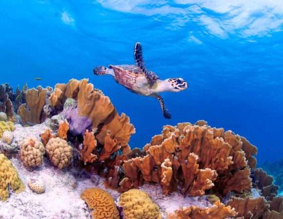 Travel to Bonaire: Everything You Need to Know Before Your Trip