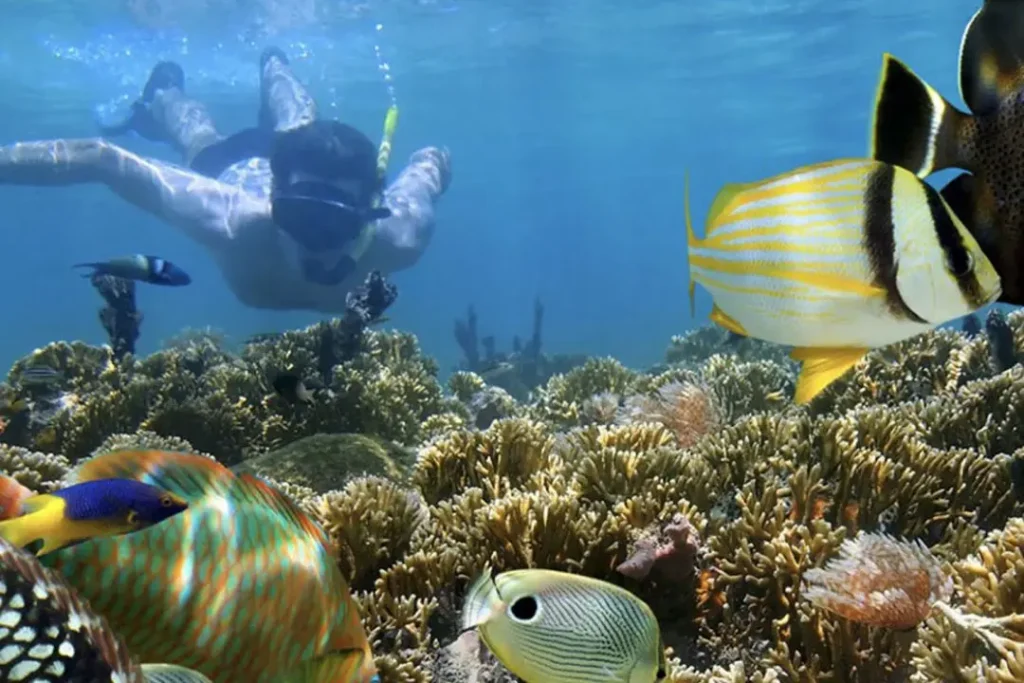 snorkeling tours bonaire