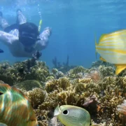 snorkeling tours bonaire