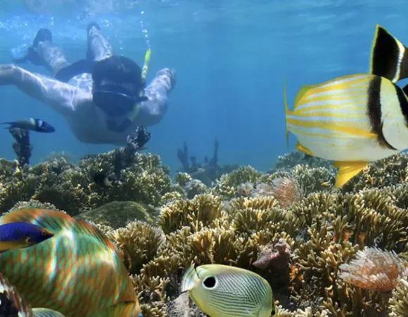 Snorkeling Tours Bonaire: Dive into an Underwater Paradise