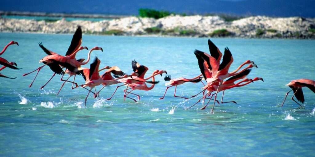 bonaire-island-tour