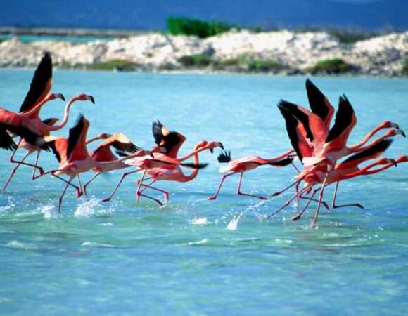 🏝️ Bonaire Island Tour: Discover the Real Bonaire in One Trip