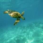 Información útil sobre Bonaire