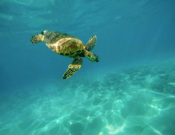 📘 Handy Info About Bonaire: Everything You Need for Your Trip