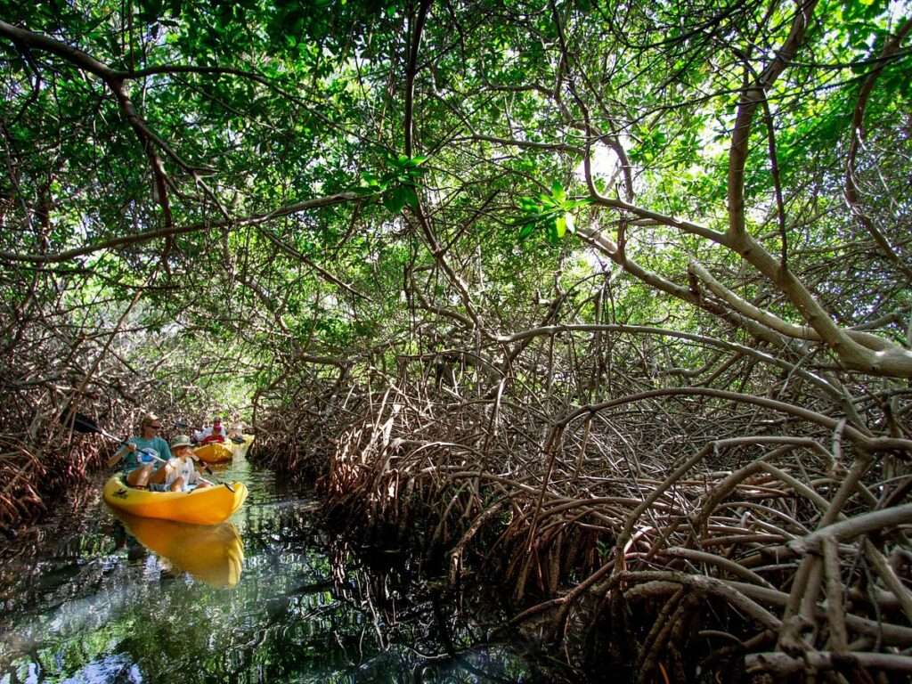 mangrove kayak tour Bonaire