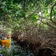 mangrove kayak tour Bonaire