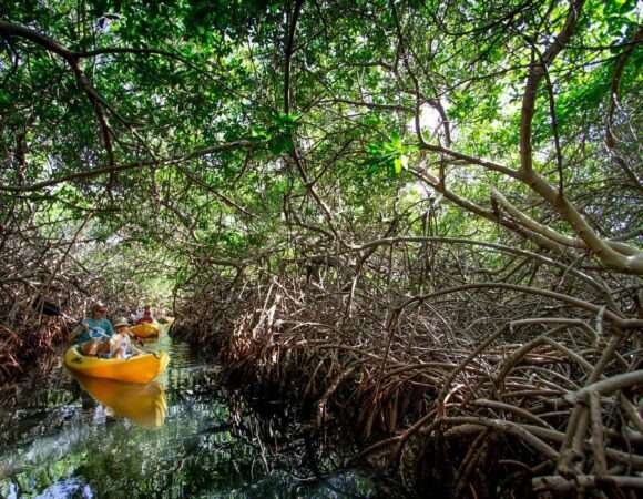 🛶 Mangrove Kayak Tour Bonaire: Paddle Through a Hidden Paradise