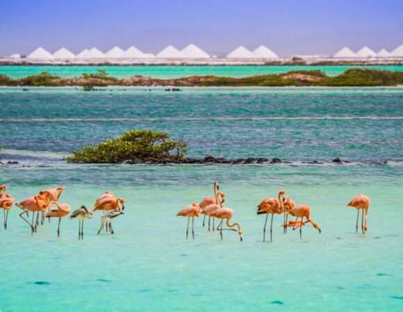 🌴 A First-Time Guide to Bonaire: What to Know Before You Go