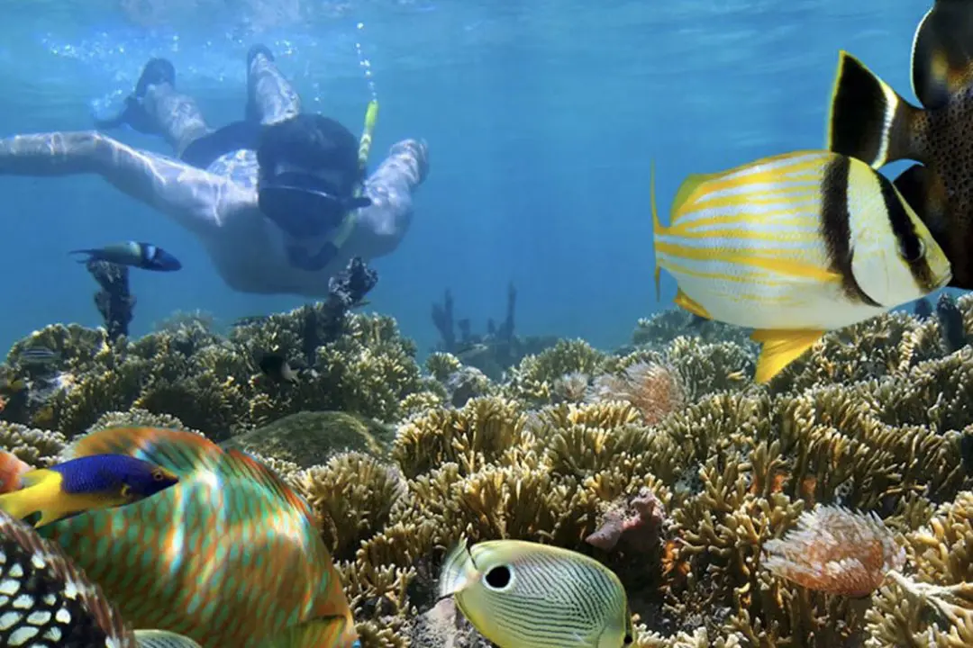 Snorkeling in Bonaire