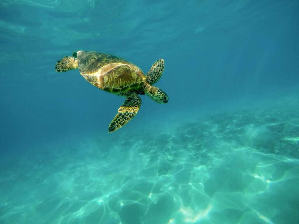 The Sea Turtles of Bonaire