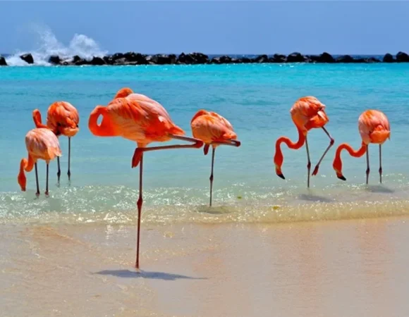 🌴 Is Bonaire a Good Island to Visit? Here’s Why It Might Be Perfect for You