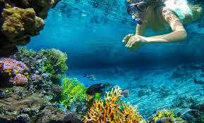 Bonaire Snorkeling Trips