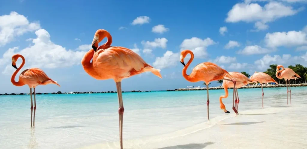 What animal is Bonaire known for?