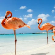 What animal is Bonaire known for?