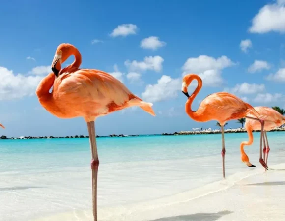 🦩 What Animal Is Bonaire Known For? Discover Its Iconic Wildlife