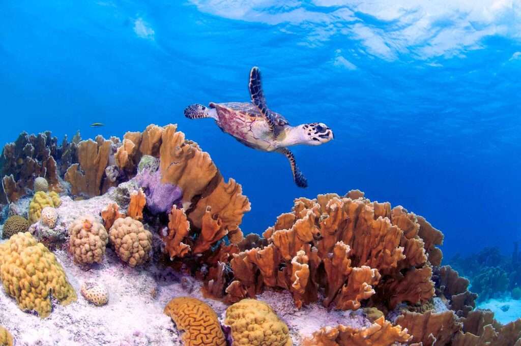 Dive Trips to Bonaire