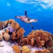 Dive Trips to Bonaire