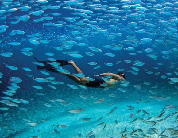 🐠 Bonaire Snorkeling Tours: Discover the Best Underwater Adventures