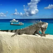 trip to bonaire