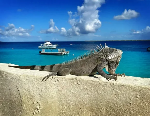🌴 Trip to Bonaire: Your Complete Guide to Paradise