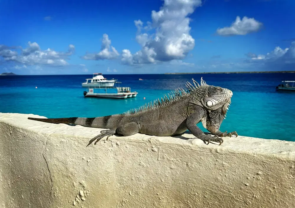 trip to bonaire