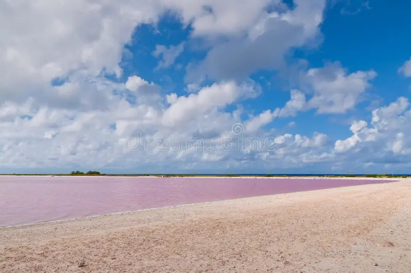 Why is the water pink in Bonaire?