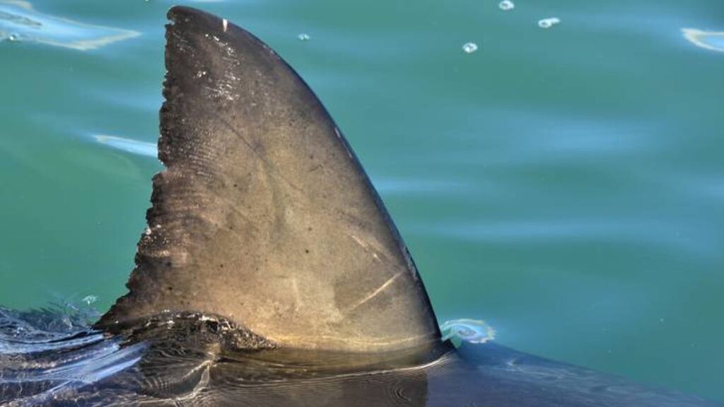 Are there sharks in Bonaire waters?