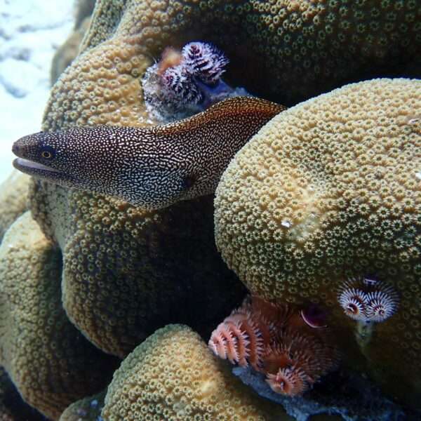 Bonaire fishing tours