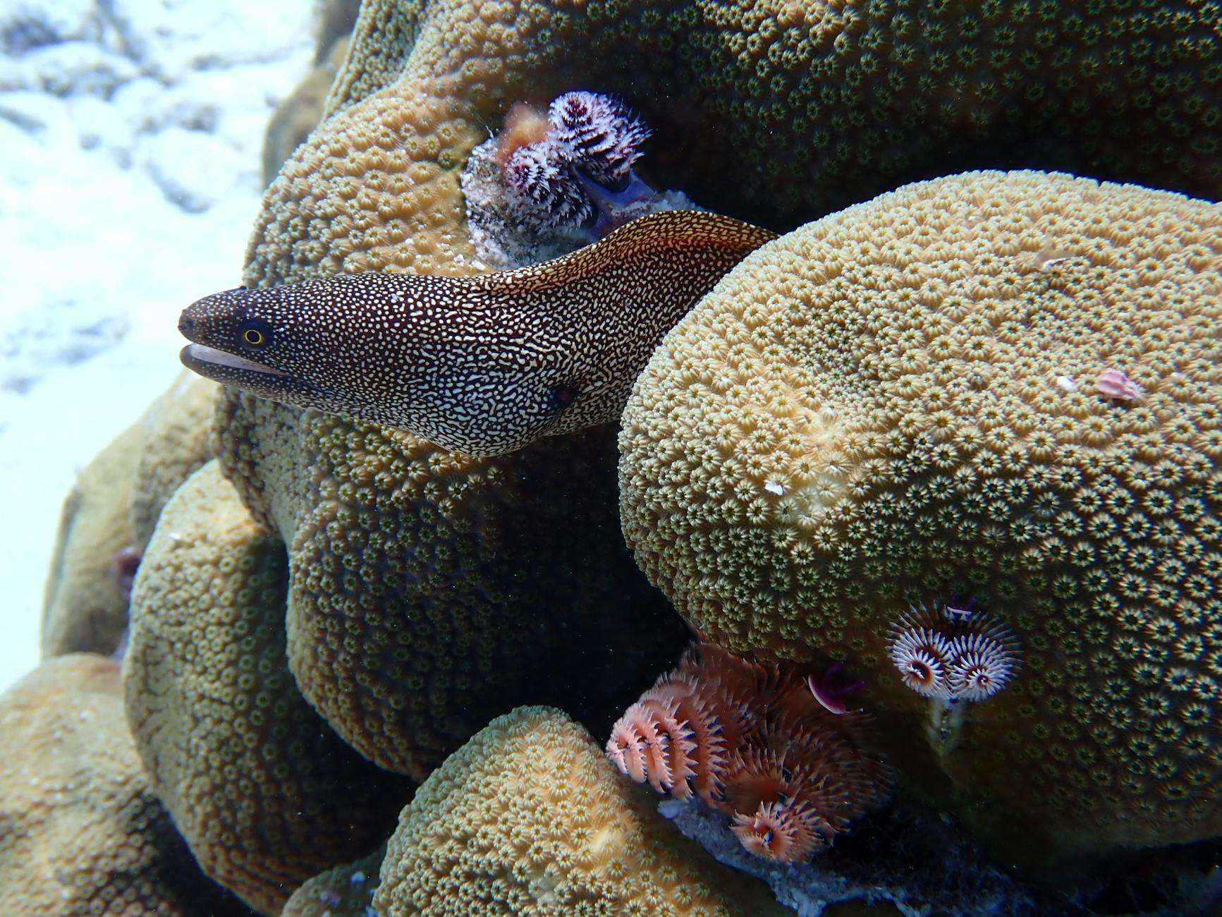 Bonaire fishing tours