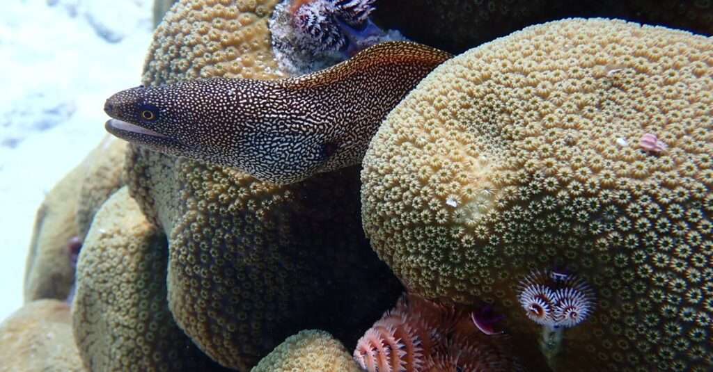 best snorkeling spots in Bonaire