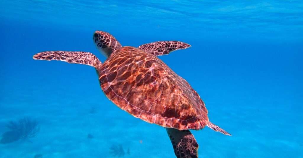 Bonaire adventure tours