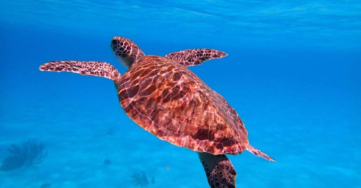 Bonaire adventure tours