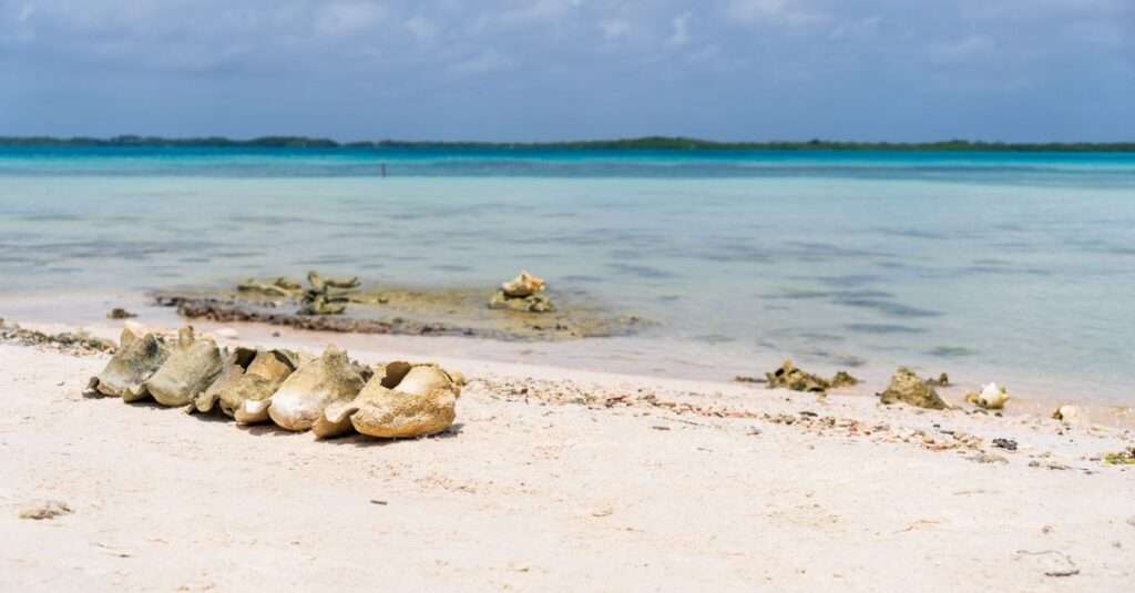Bonaire family activities