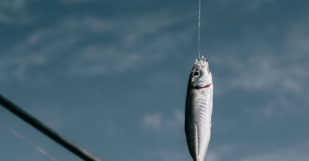 Bonaire fishing tours