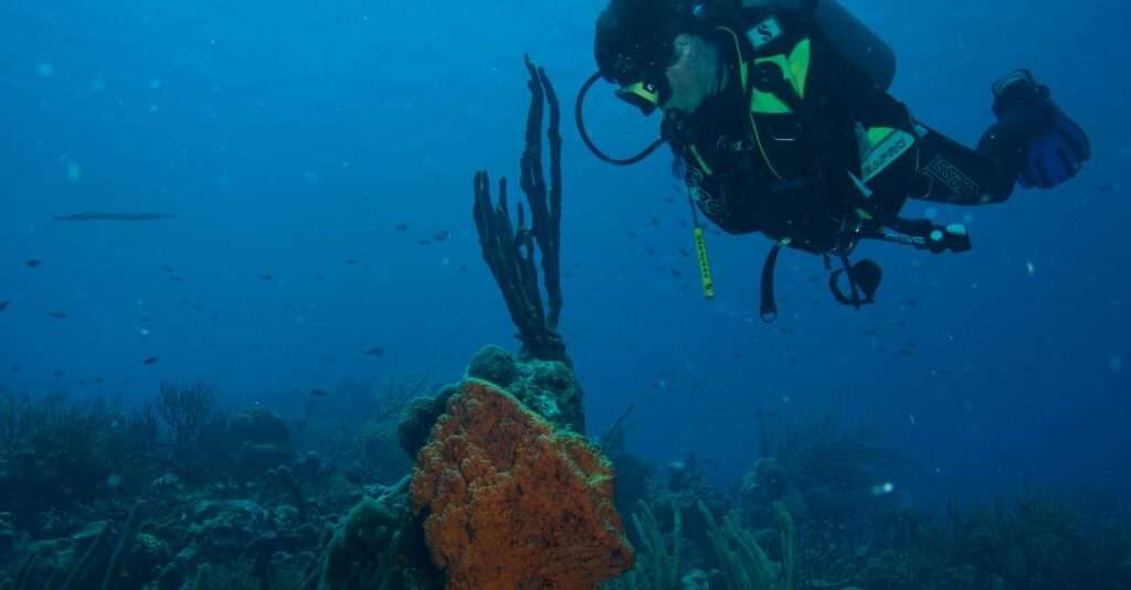 Bonaire underwater photography tips