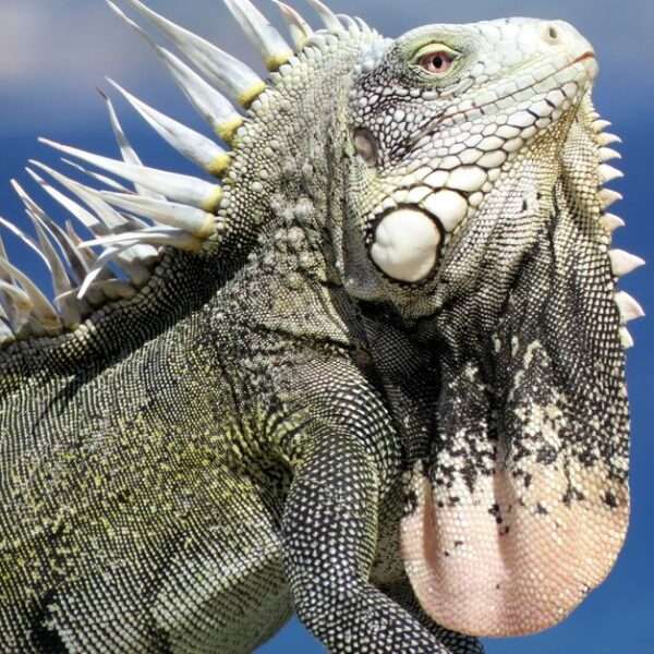 Bonaire wildlife tours for families