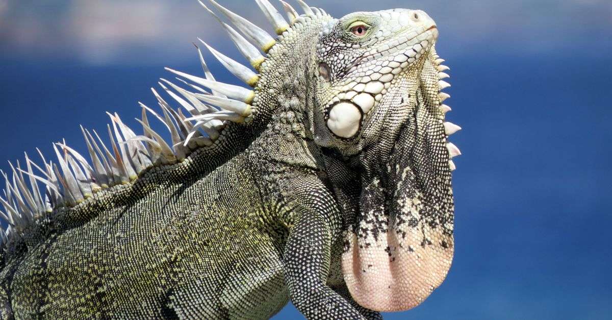 Bonaire wildlife tours for families