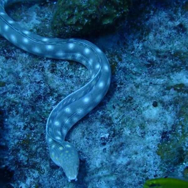 top Bonaire dive sites