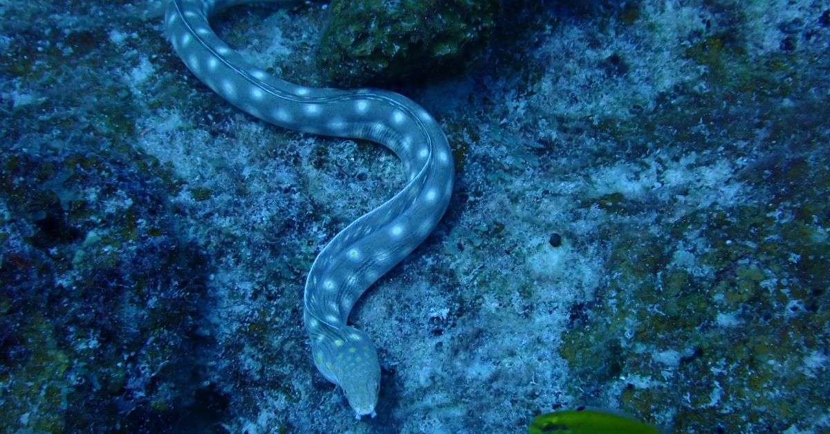 top Bonaire dive sites