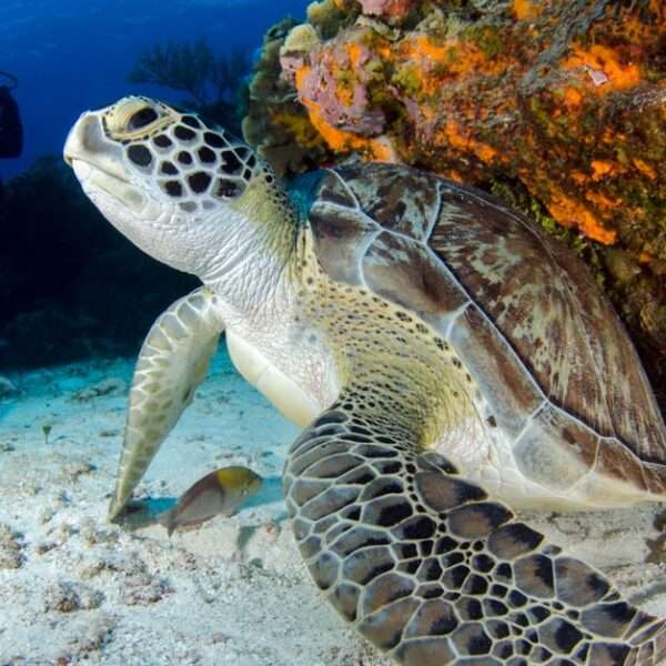 Bonaire wildlife experiences