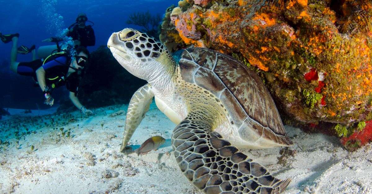 Bonaire wildlife experiences