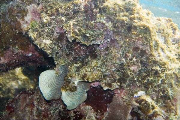 best snorkeling locations Bonaire