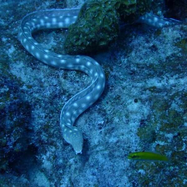 Bonaire underwater adventures