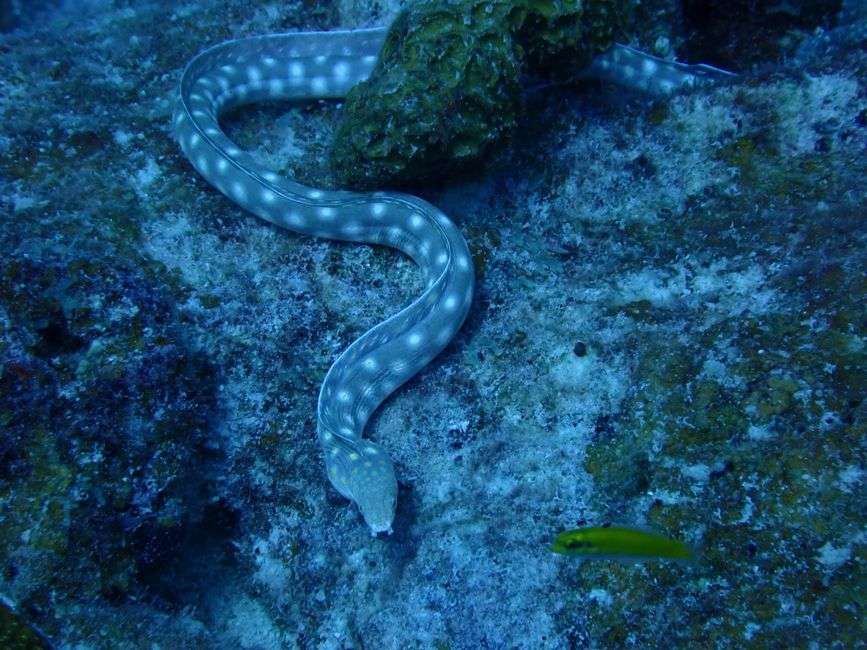 Bonaire underwater adventures