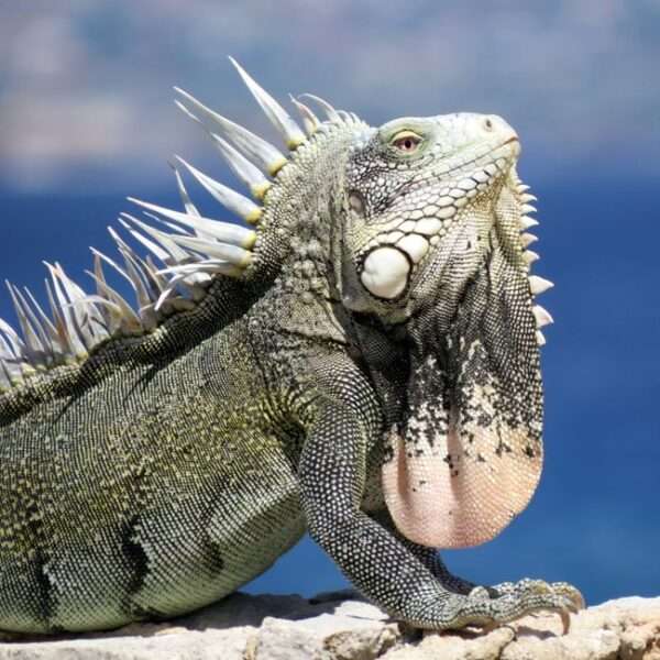 Bonaire wildlife experiences