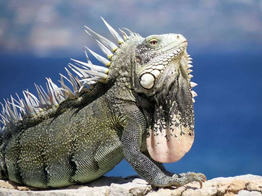 Bonaire wildlife experiences