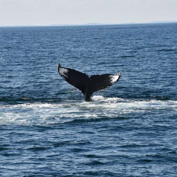 Bonaire guided whale watching tours