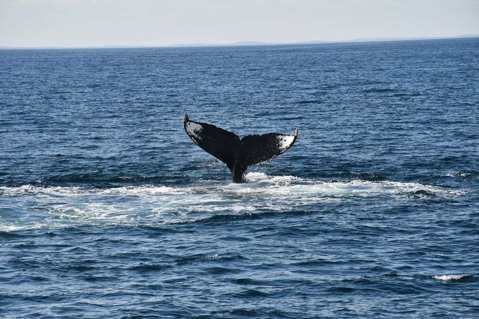 Bonaire guided whale watching tours