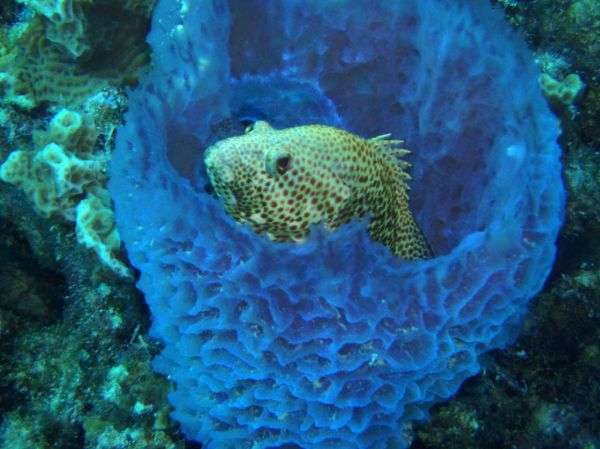 Bonaire underwater adventures