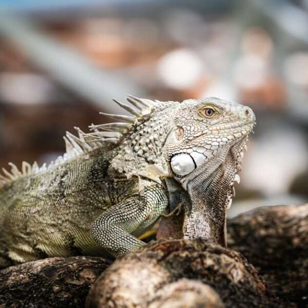 Bonaire unique wildlife encounters